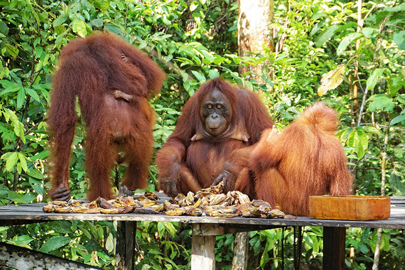 Orangutan family eating Borneo Indonesia